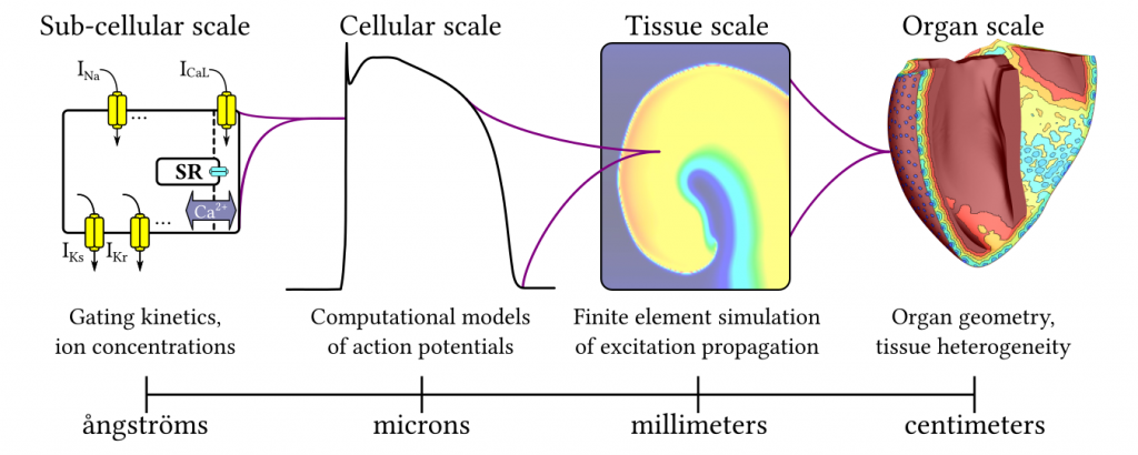 Outline of computational and mathematical framework for multi-scale simulations of cardiac electrophysiology that will be used for projects conducted in the Boyle Lab.