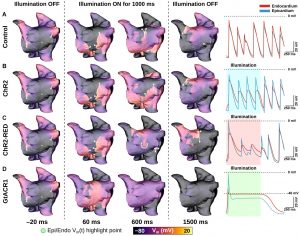 Fig. 6 from our Front Physiol Paper