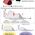Premise of paper, highlighting key findings. Injection of hiPSC-CMs into infarcted ventricles. Factors driving susceptibility to engraftment arrhythmia.