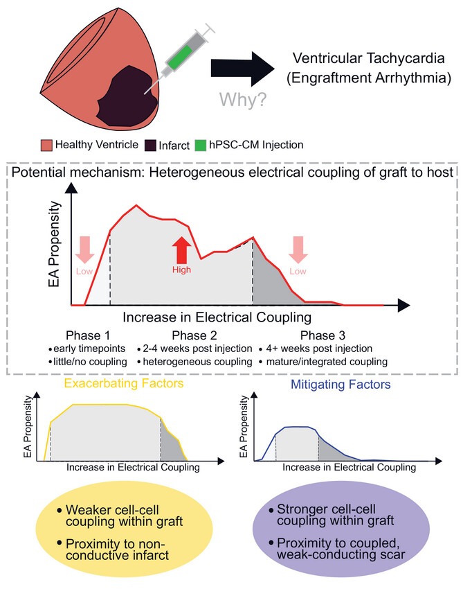Graphical abstract for J Physiol (2023) paper by Gibbs et al.