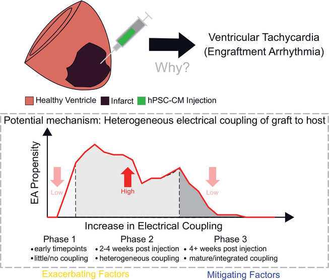 Graphical abstract from paper by Gibbs et al. (2023) https://physoc.onlinelibrary.wiley.com/doi/10.1113/JP284244