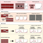 Schematic of the computational framework that provides a spatial representation of individual cells and the surrounding extracellular matrix in this paper.
