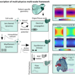 Illustrative figure from article by Gonzalo et al.