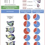 Central Illustration from Macheret, Bifulco, et al. (2023): Conduction velocity modulation improves model/phenotype agreement