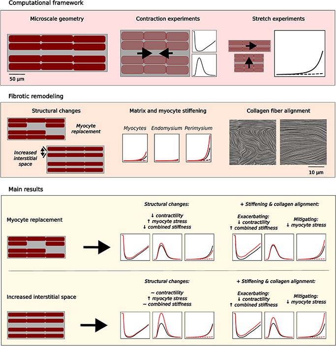 Graphical abstract from the cited paper